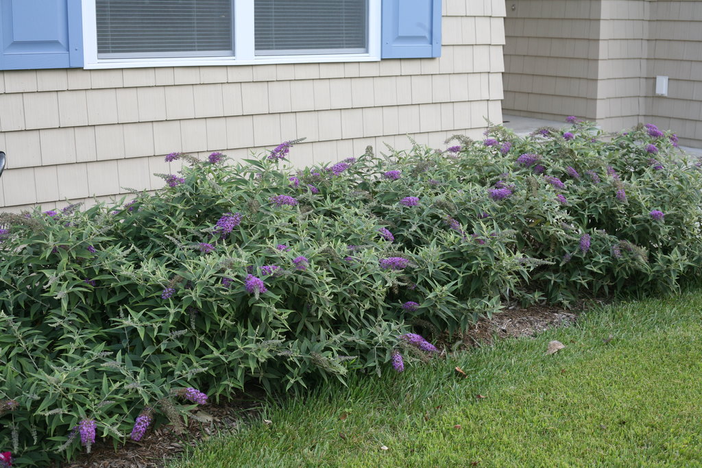 Lo & Behold® 'Purple Haze' - Butterfly Bush - Buddleia x Images