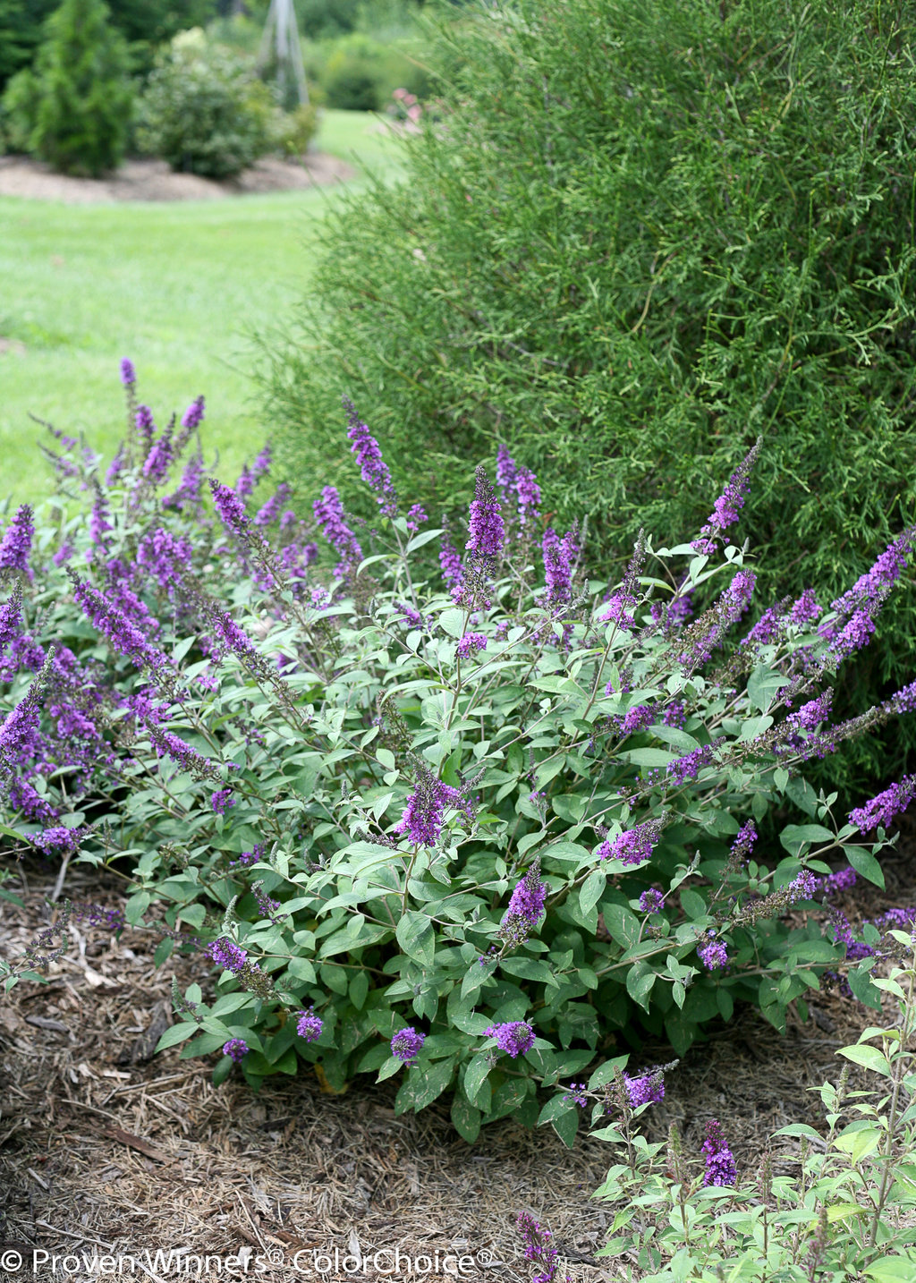 Image of Lo and Behold Butterfly Bush in Fall