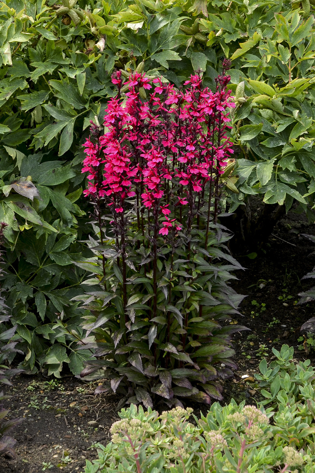 Plants Lobelia 'starship deep rose'. Outdoor & Gardening etna.com.pe