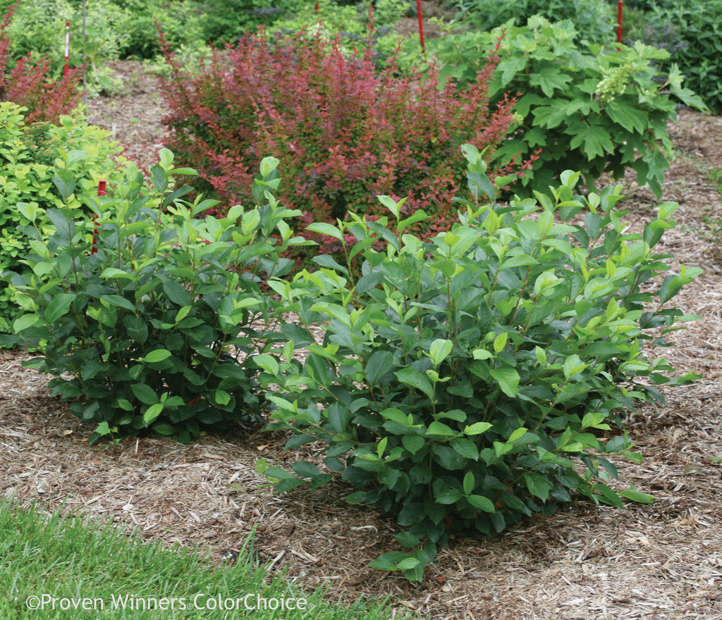 low scape hedger® - aronia melanocarpa | proven winners