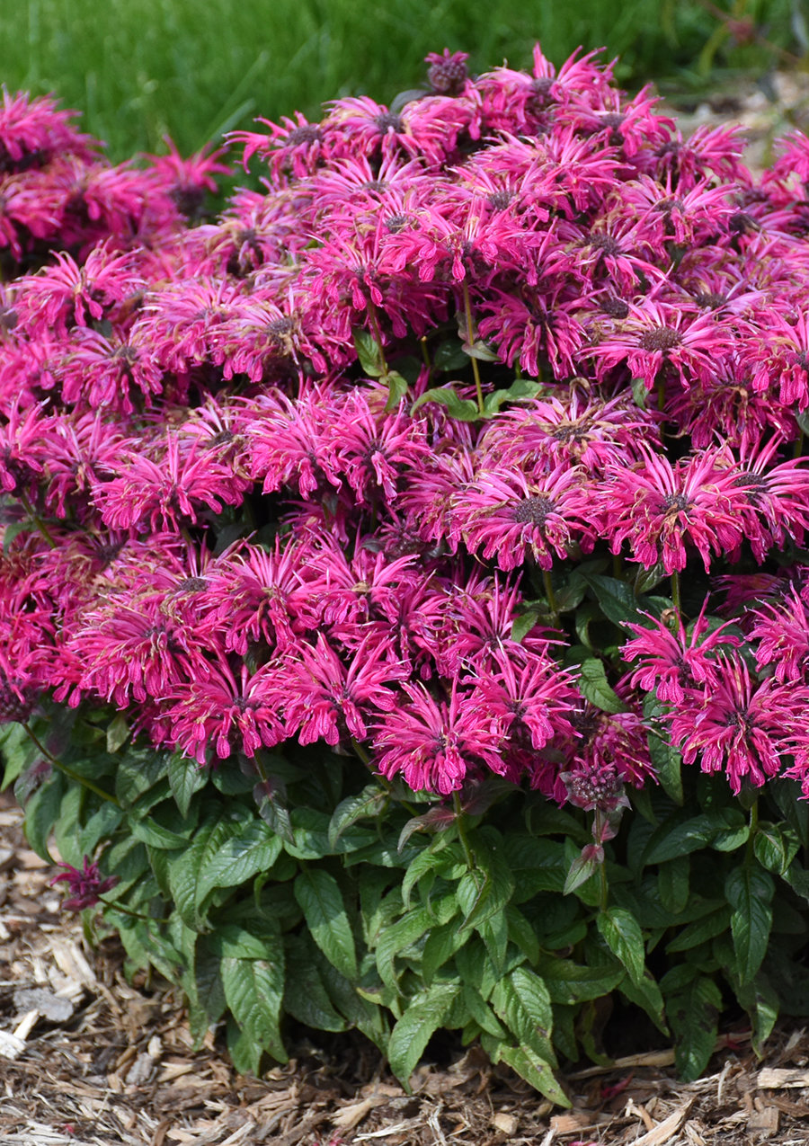 Leading Lady Razzberry' - Bee Balm - Monarda hybrid