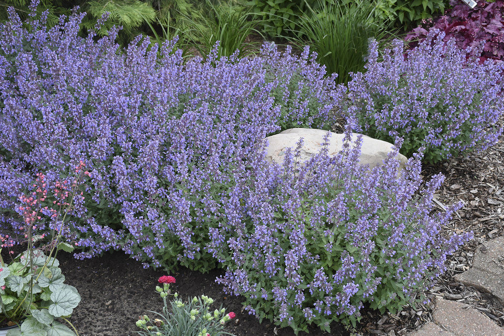 Image of Lavender cat's pajamas companion plant