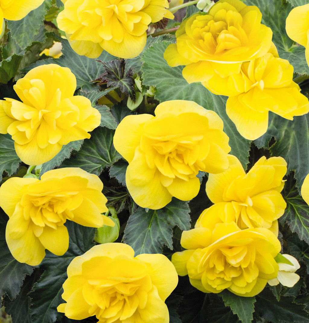 Nonstop® Joy Yellow - Tuberous Begonia - Begonia x tuberhybrida | Proven  Winners