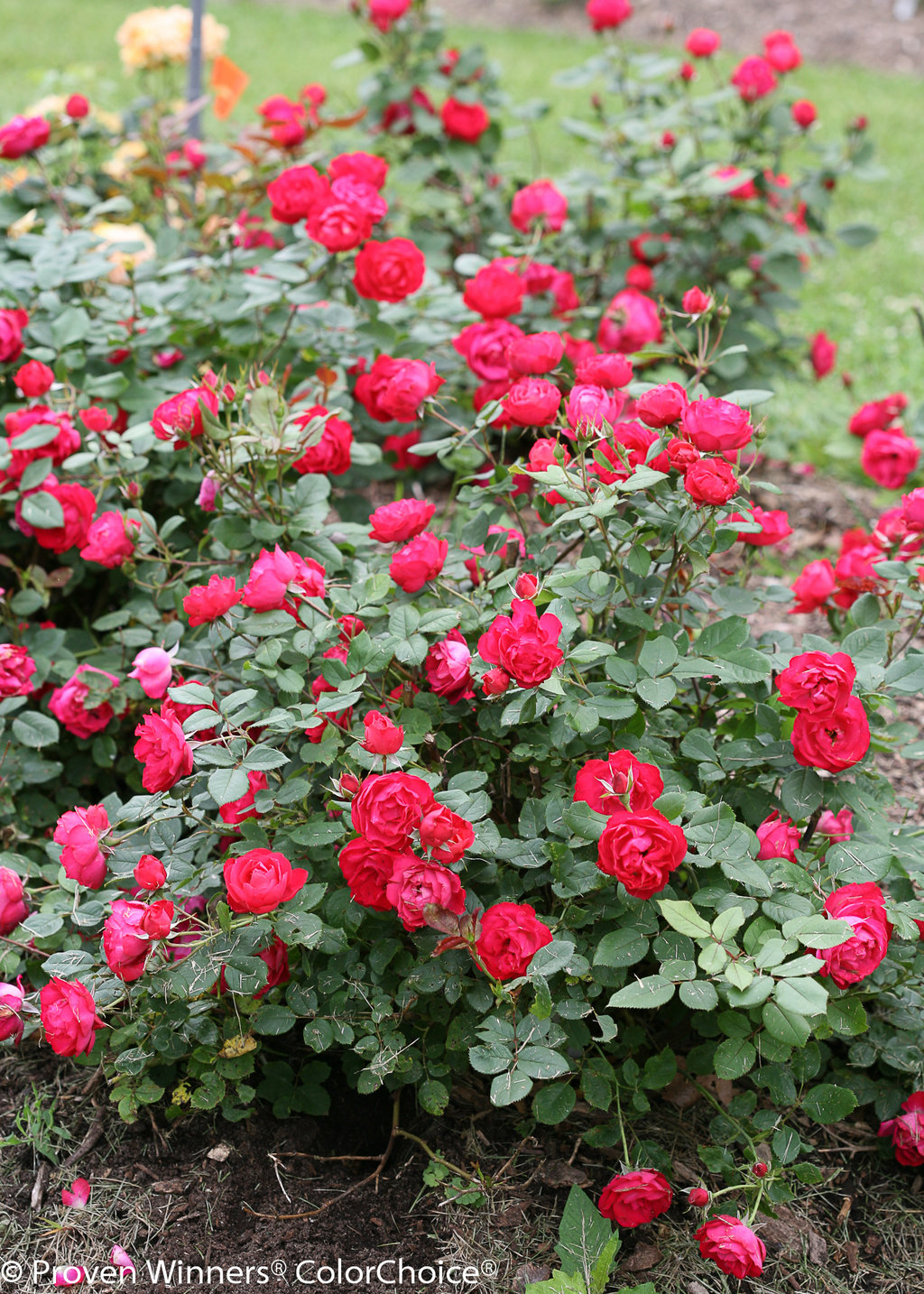 oso easy double red™ - landscape rose - rosa x images