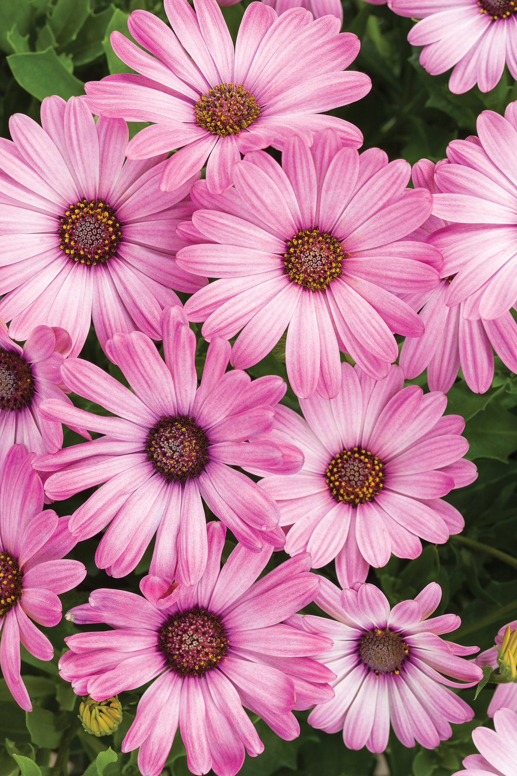 African Daisy Margarita Cool Purple