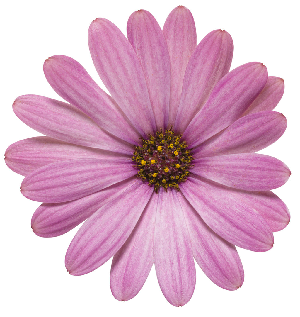 Pictures of pink daisies