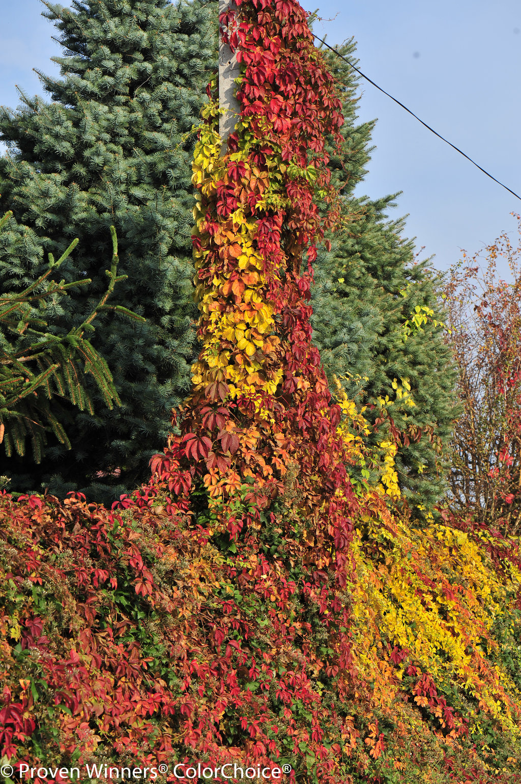 Red Wall Virginia Creeper Parthenocissus Quinquefolia Proven Winners