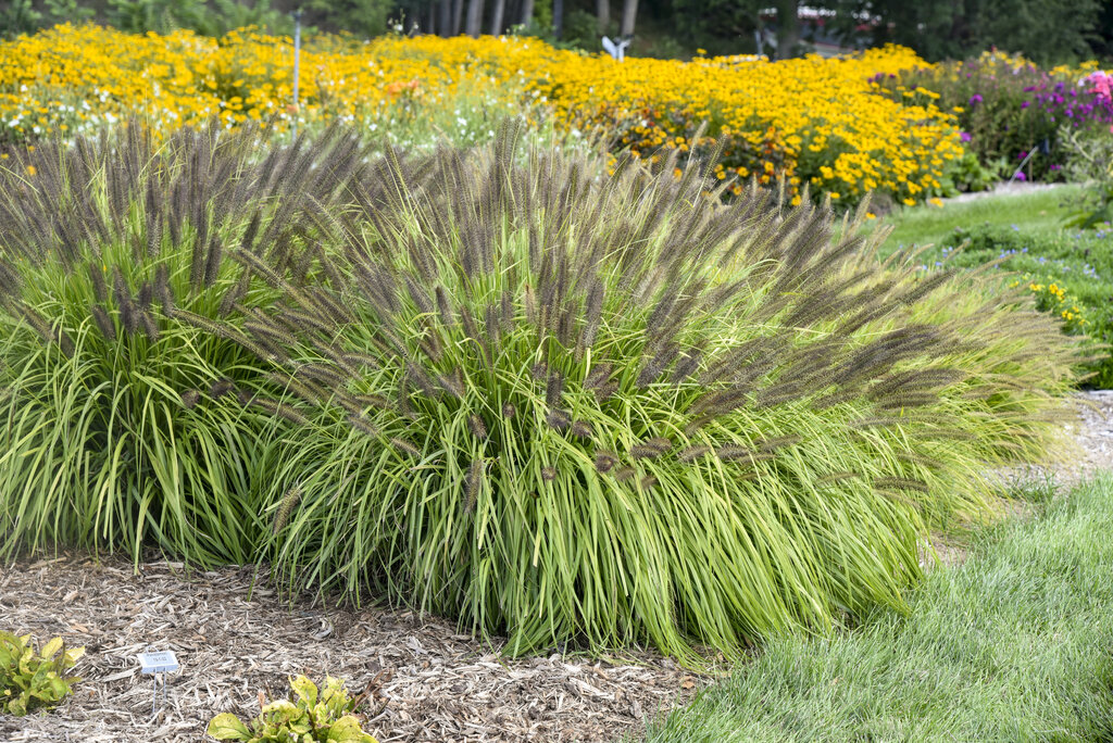 fountain grass