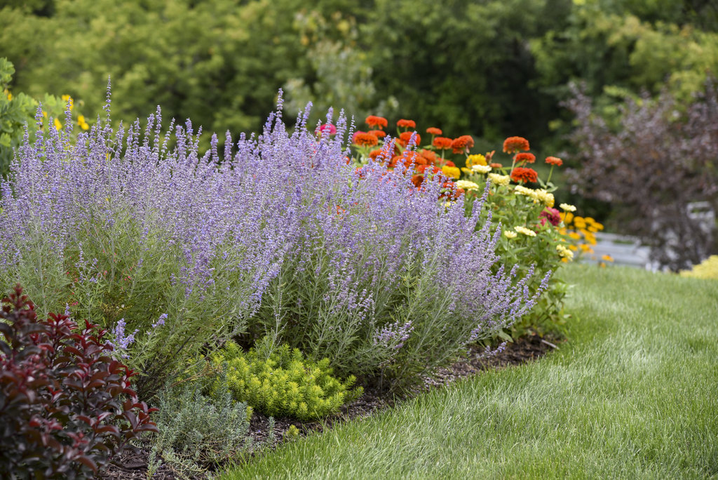Image of Denim 'n Lace Russian Sage with Catmint