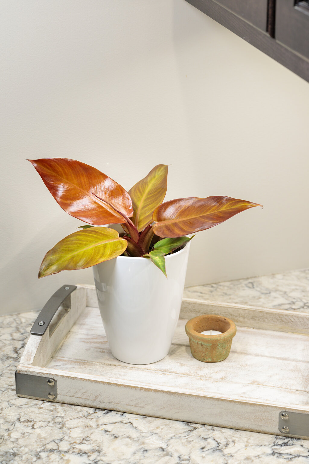 ost solsikke Energize Prismacolor™ Sun Red - Philodendron hybrid | Proven Winners
