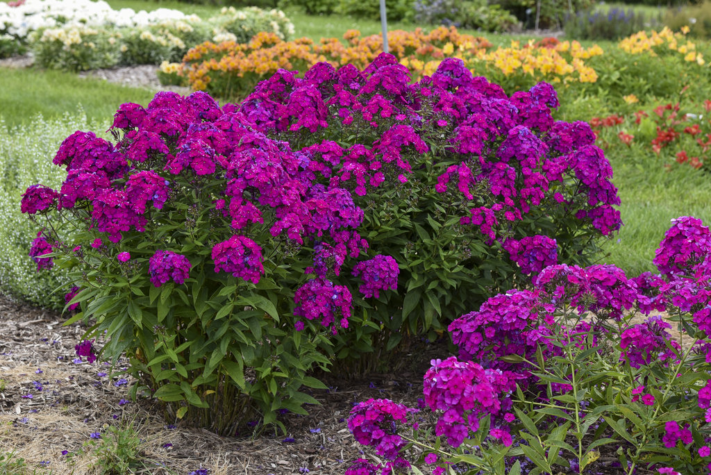 Luminary® Ultraviolet Tall Garden Phlox Phlox Paniculata Proven