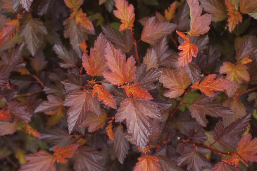 Image of Perennials and Coppertina Ninebark