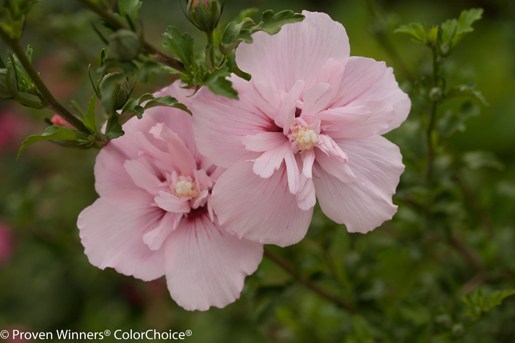 20-30cm Deciduous Flowering Shrub incl Pot Hibiscus Syriacus Pink Chiffon