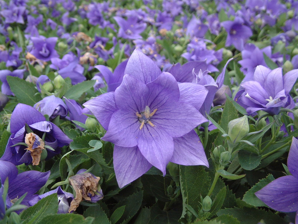 Astra Double Blue Balloon Flower Platycodon hybrid Proven Winners