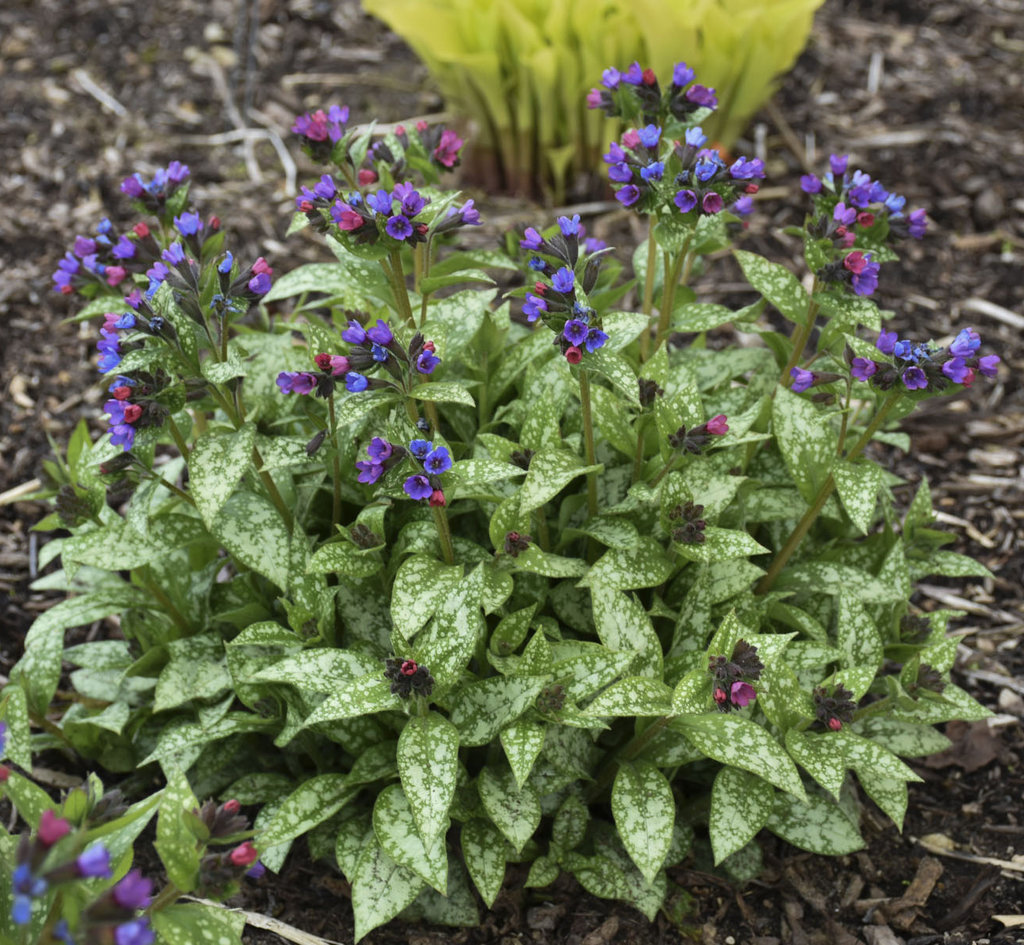 Image of Lungwort perennial plant