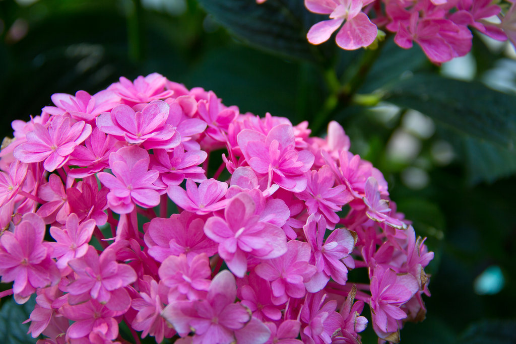 Paraplu Bigleaf Hydrangea Hydrangea Macrophylla Proven Winners