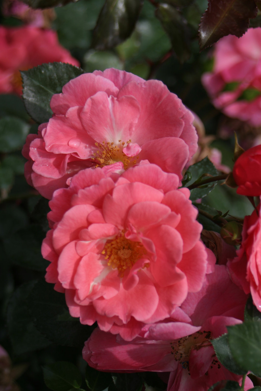 Pink Flowers Quart Oso Easy Pink Cupcake Landscape Rose 4.5 in Live Shrub Rosa 