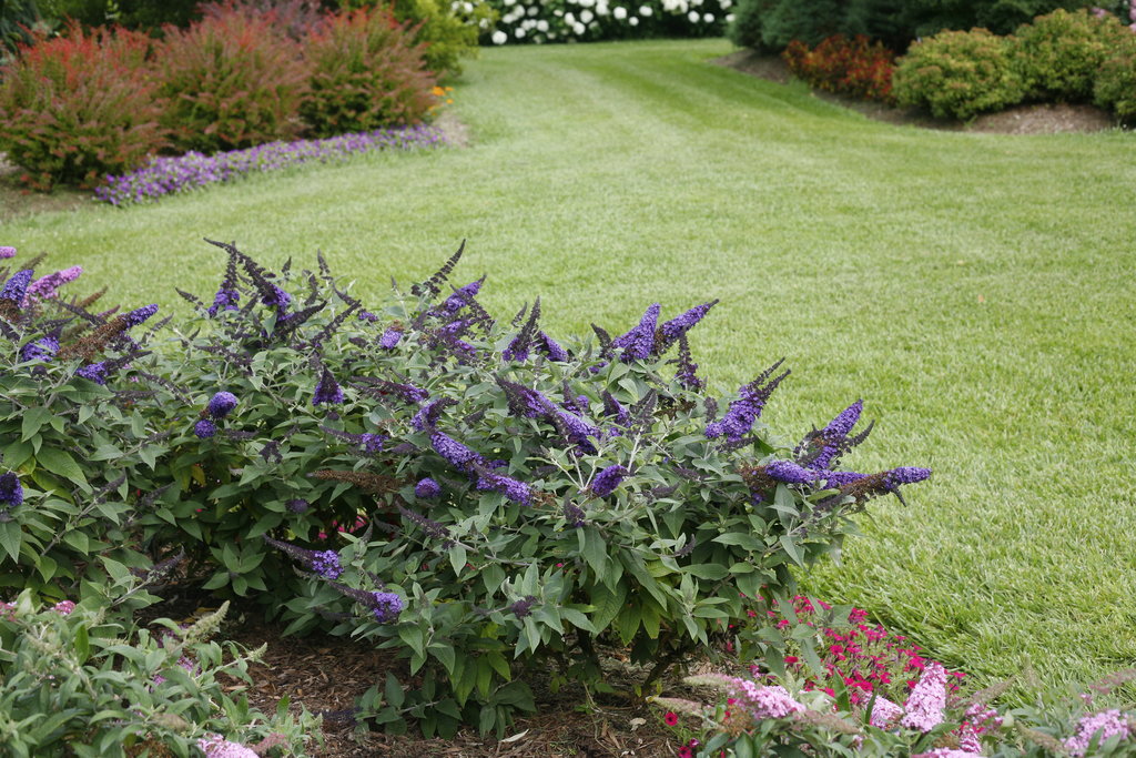 Image of Pugster Blue Butterfly Bush in a Landscape