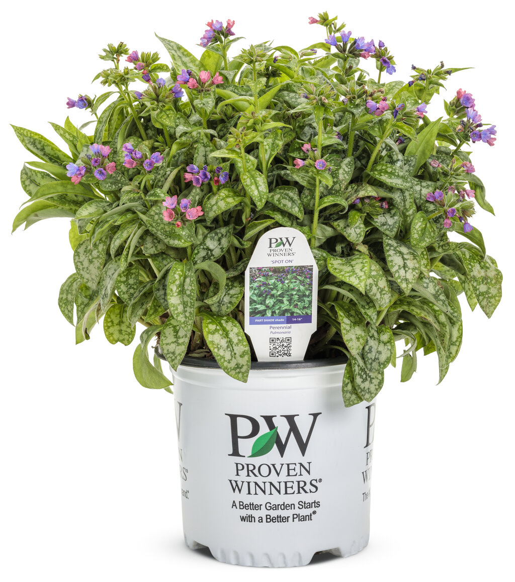 Spot On'   Lungwort   Pulmonaria hybrid Images   Proven Winners