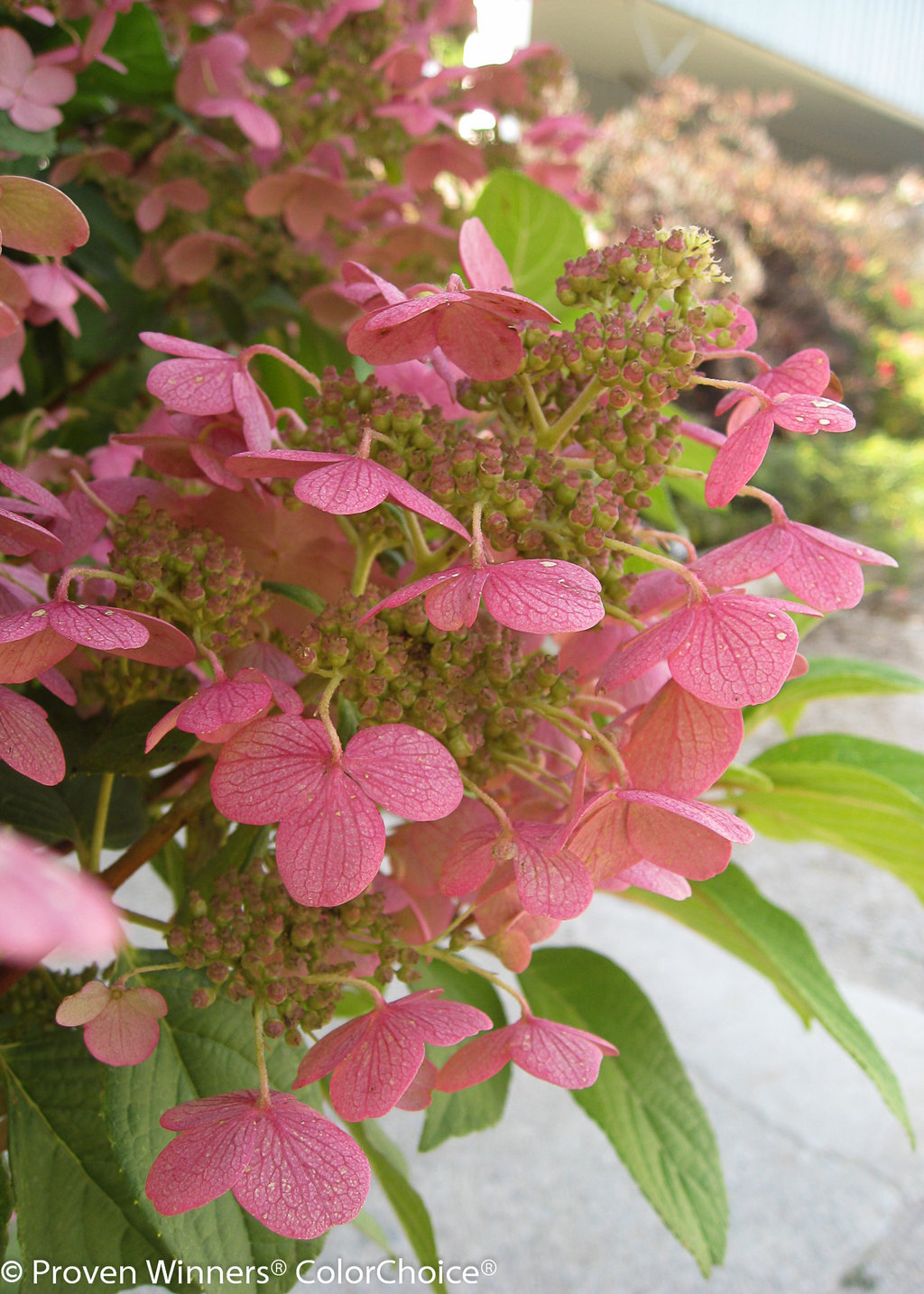 Quick Fire®  Hardy Hydrangea  Hydrangea paniculata Images  Proven 