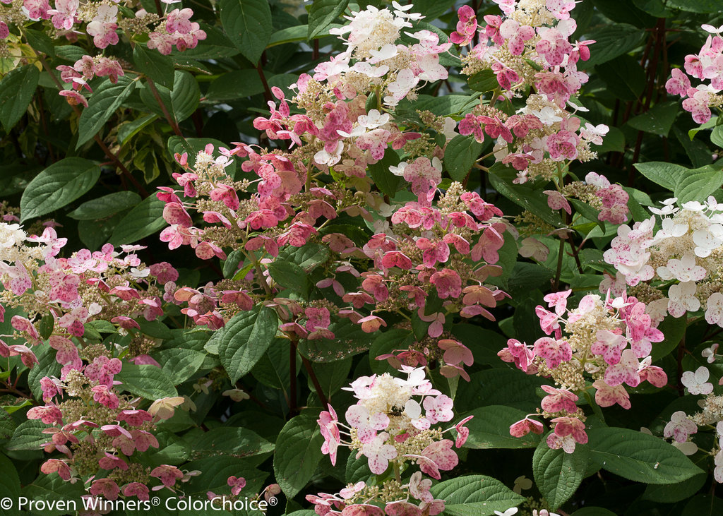 Quick Fire®  Hardy Hydrangea  Hydrangea paniculata Images  Proven 