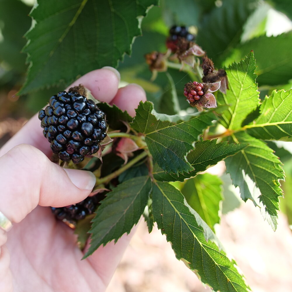 Taste of Heaven™ - Thornless blackberry - Rubus | Proven Winners