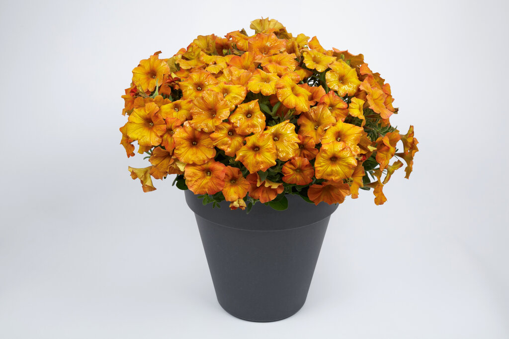 SuperCal® Premium Sunset Orange - Petchoa - Petunia x Calibrachoa