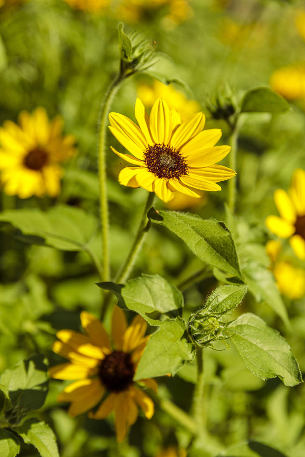 Suncredible® Yellow   Sunflower   Helianthus hybrid   Proven Winners
