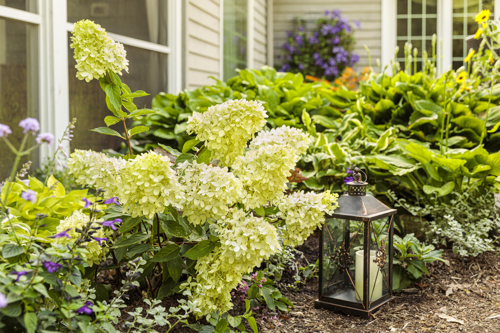 Image of Little Lime hydrangea in a mixed border with other flowers
