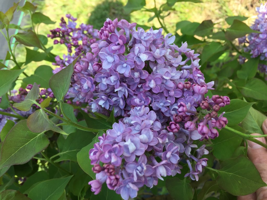 Scentara® Double Blue   Lilac   Syringa x hyacinthiflora