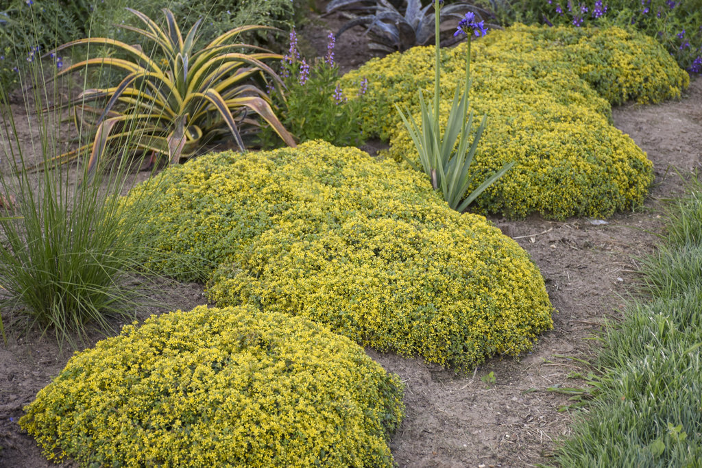 Sedum Rosy Glow: Care And Propagation Guide