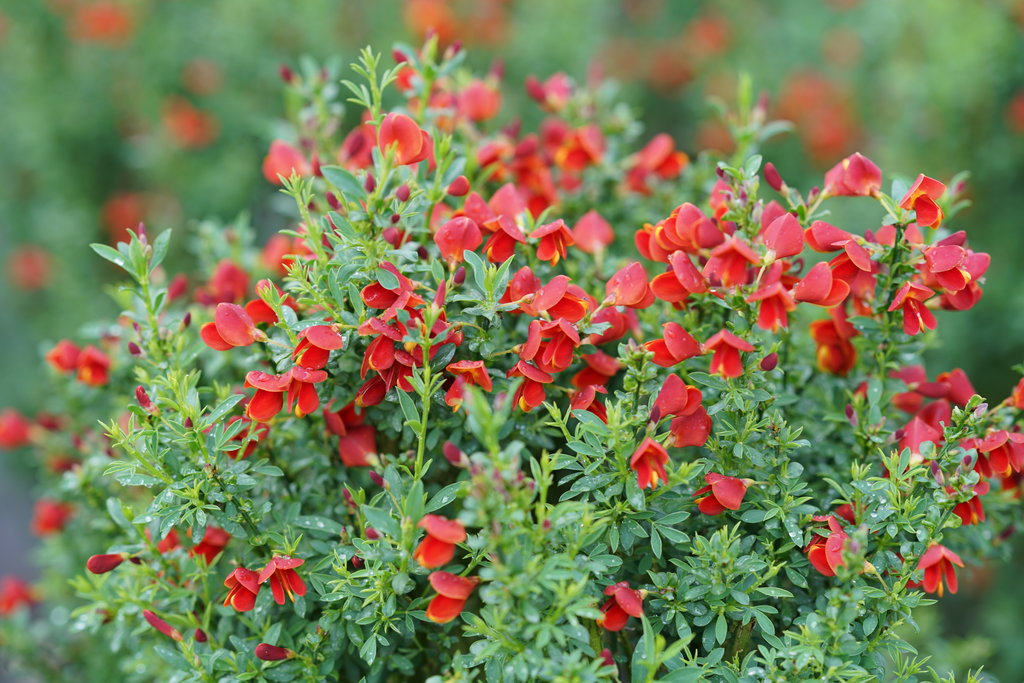 Sister Rosie® Scotch Broom