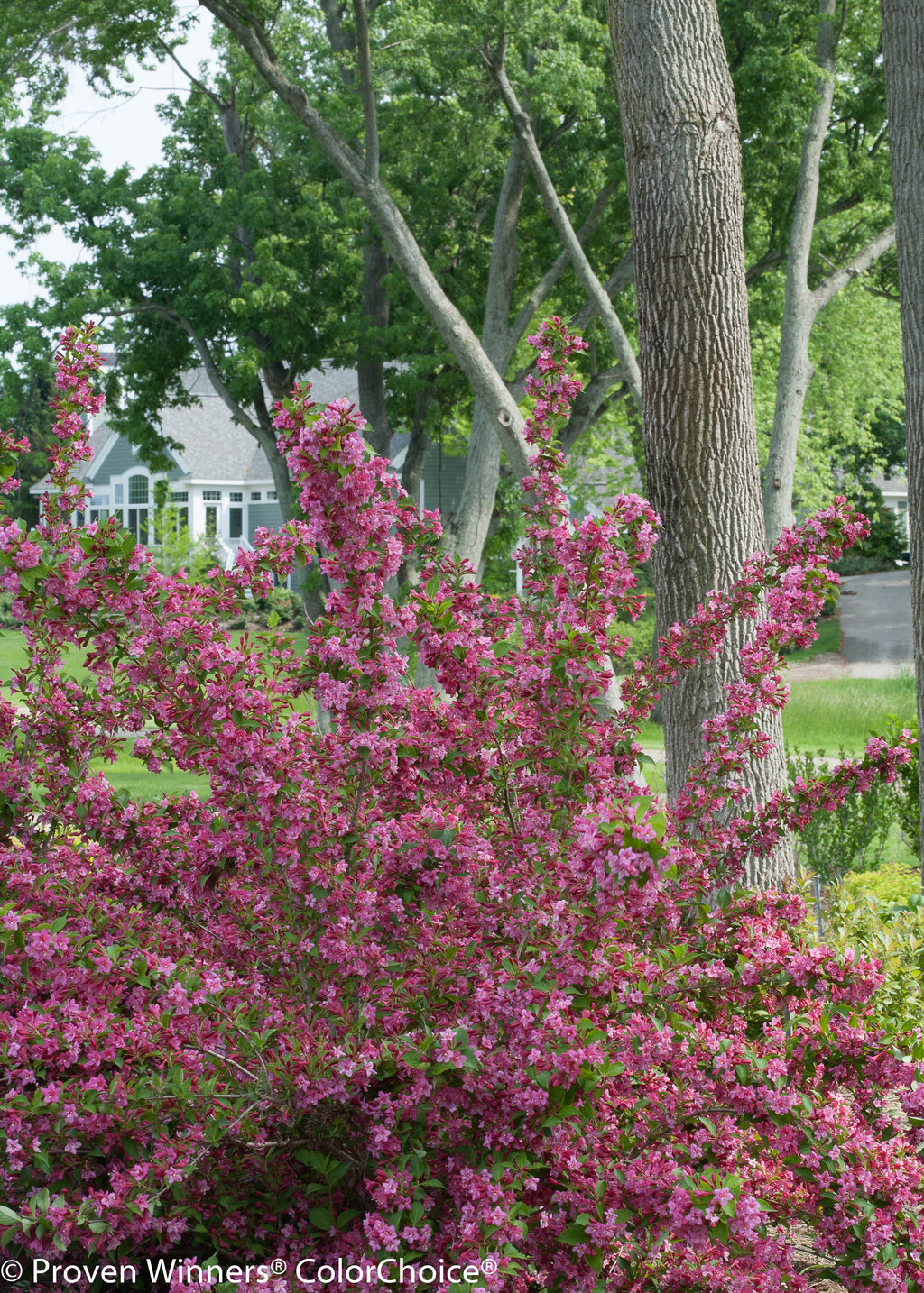 Weigela florida Sonic Bloom® Pure Pink Sonic Bloom® Pure Pink Weigela from  Prides Corner Farms