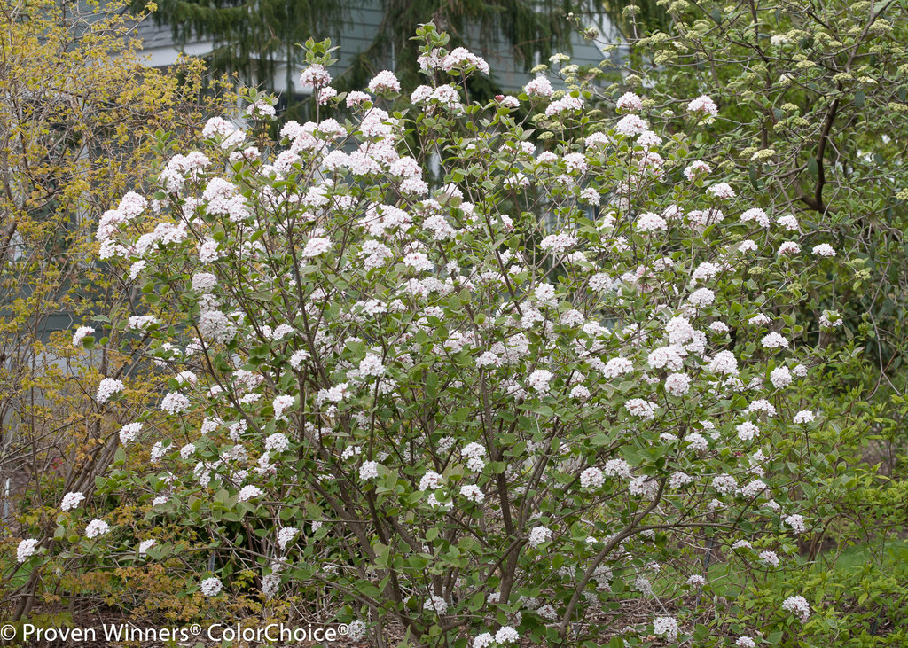 viburnum a paraziták gyógyítására