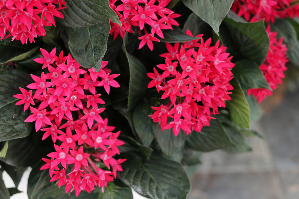 Sunstar® Red - Egyptian Star Flower - Pentas lanceolata | Proven Winners