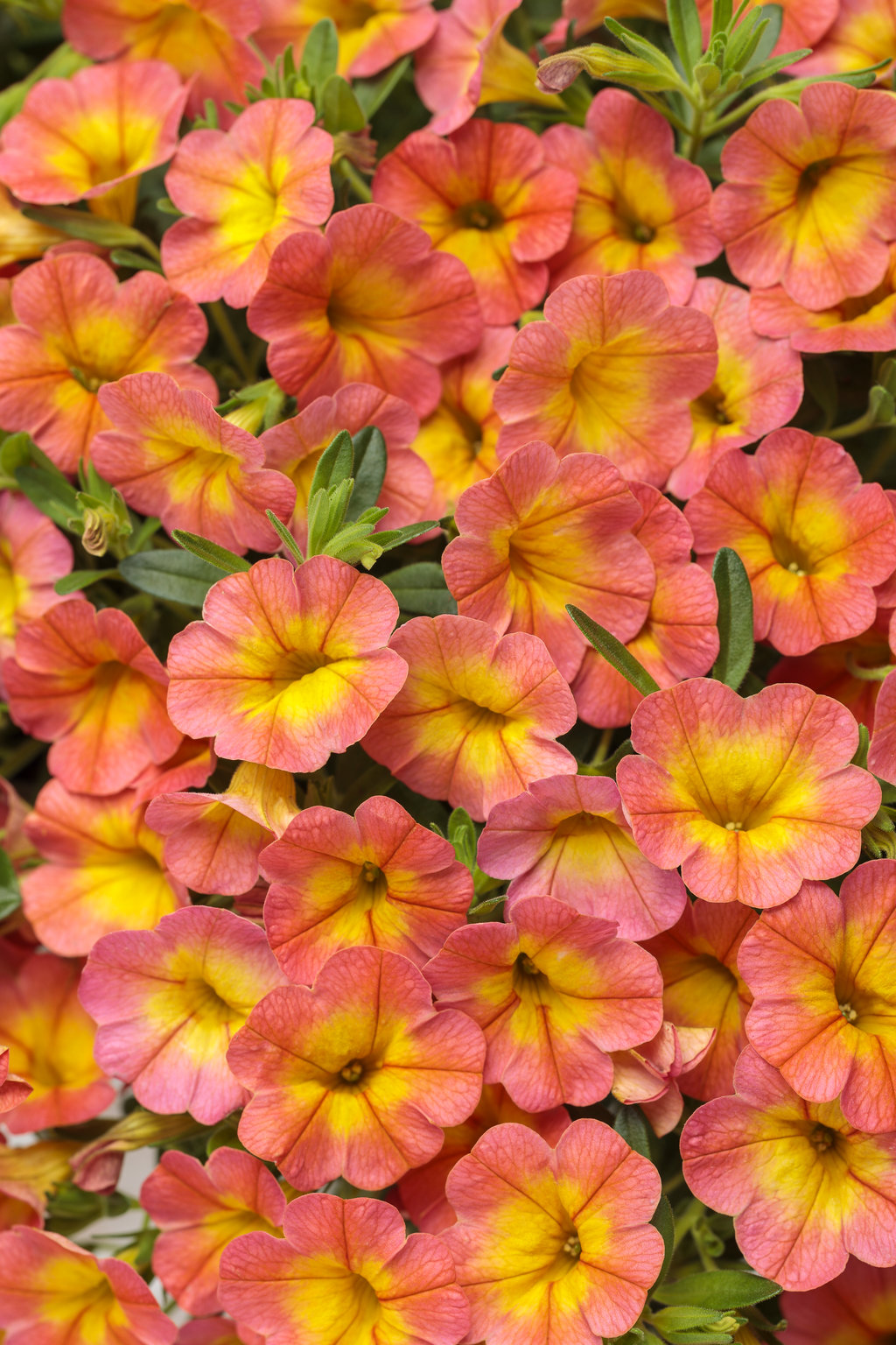 Image of Calibrachoa part sun annuals