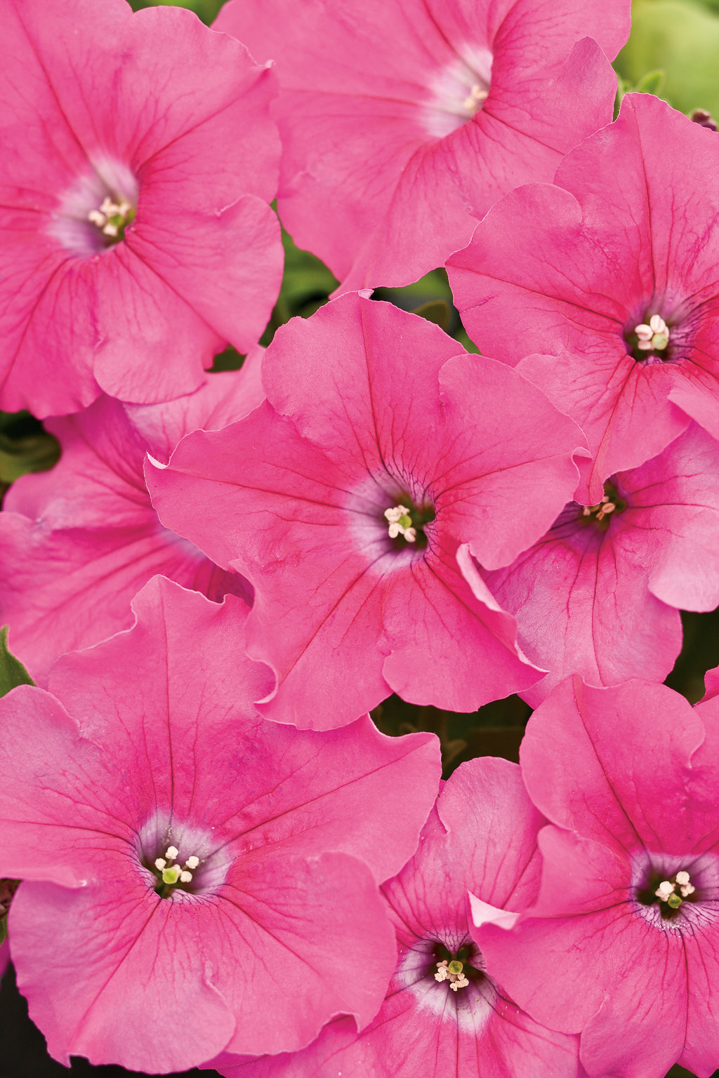 Supertunia® Giant Pink - Petunia hybrid | Proven Winners