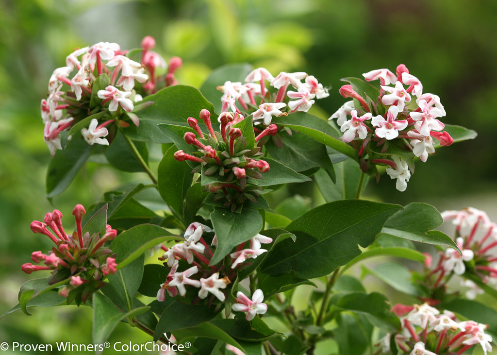 Image of Abelia mosanensis container plant