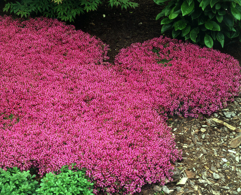 Coccineus Red Creeping Thyme Thymus Praecox Proven Winners