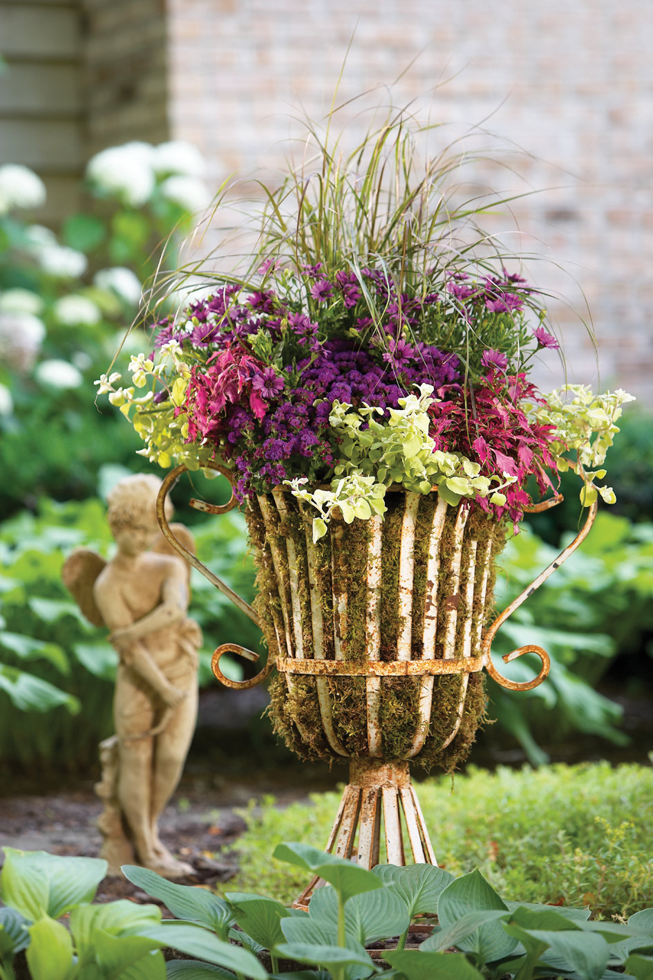 Lemon Licorice Licorice Plant Helichrysum petiolare Proven Winners