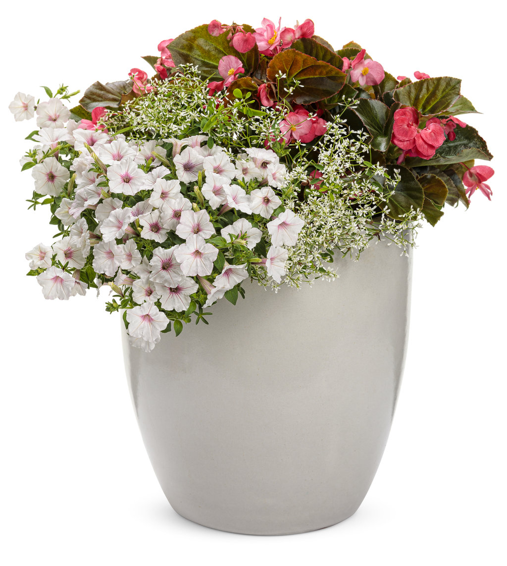 POWERS TO FLOWERS Euphorbia Diamond Frost | 2 Piante In Vaso 14cm | VERE, Perenni A Fioritura Continua | Pianta Da Esterno O Interno