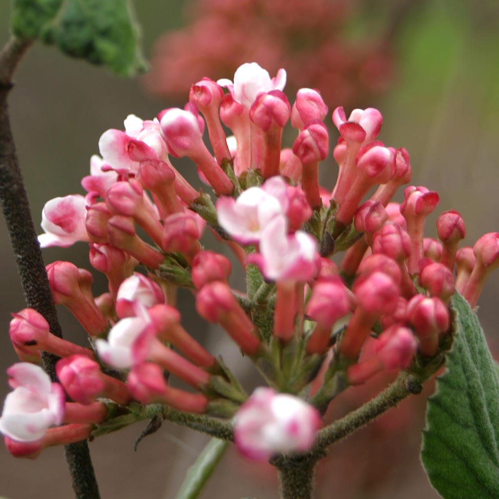 viburnum a paraziták gyógyítására