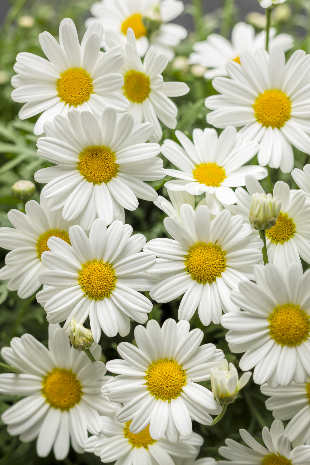 Image of White butterfly daisy annual flower