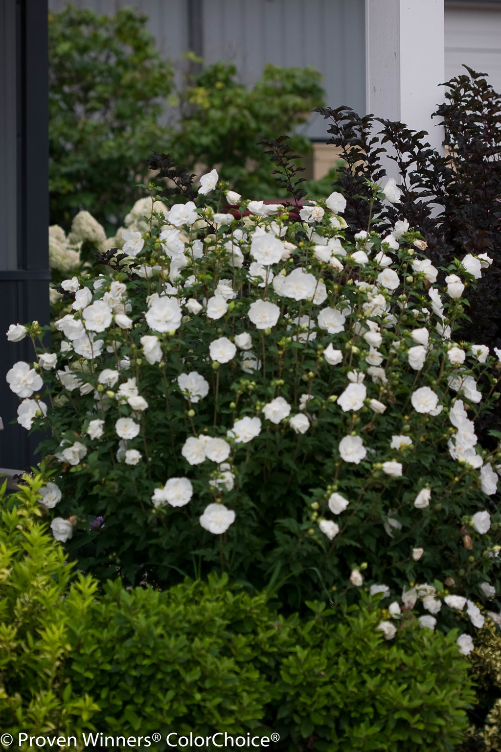 ‘White Chiffon’ Rose of Sharon Perennial dbl bloom flower shrub seeds *butterfly