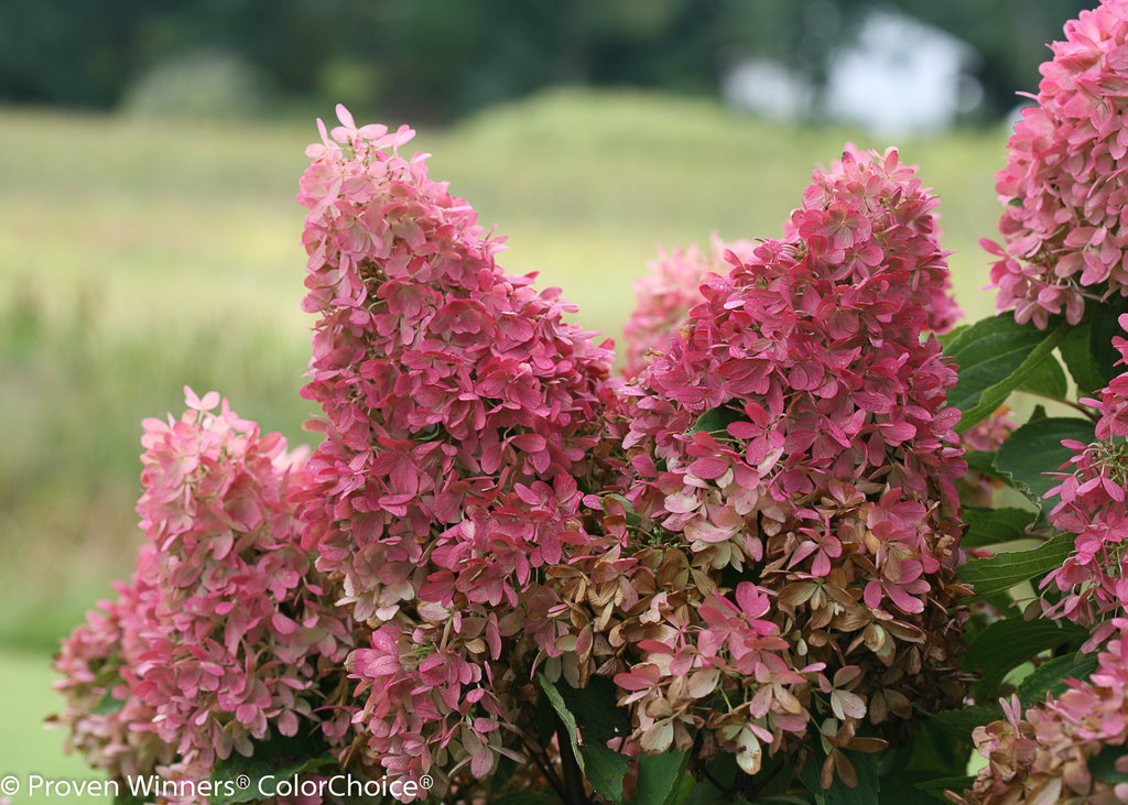 Zinfin Doll™  Hardy hydrangea  Hydrangea paniculata Images 