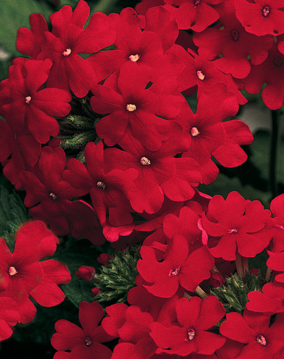 Lanai® Red Verbena Proven Winners