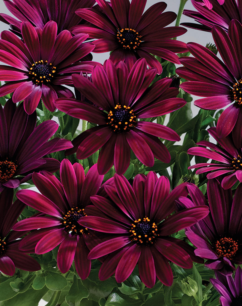 'Sunny™ Cambria' African Daisy Osteospermum Proven Winners