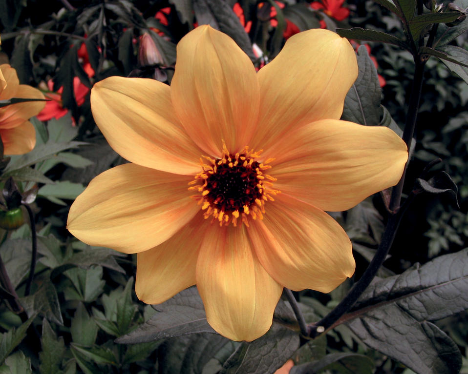 Mystic Spirit Dahlia hybrid Proven Winners