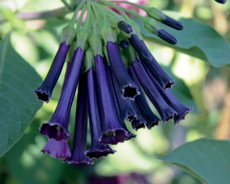 Royal Queen™ Purple Violet Tubeflower Iochroma hybrid Proven Winners