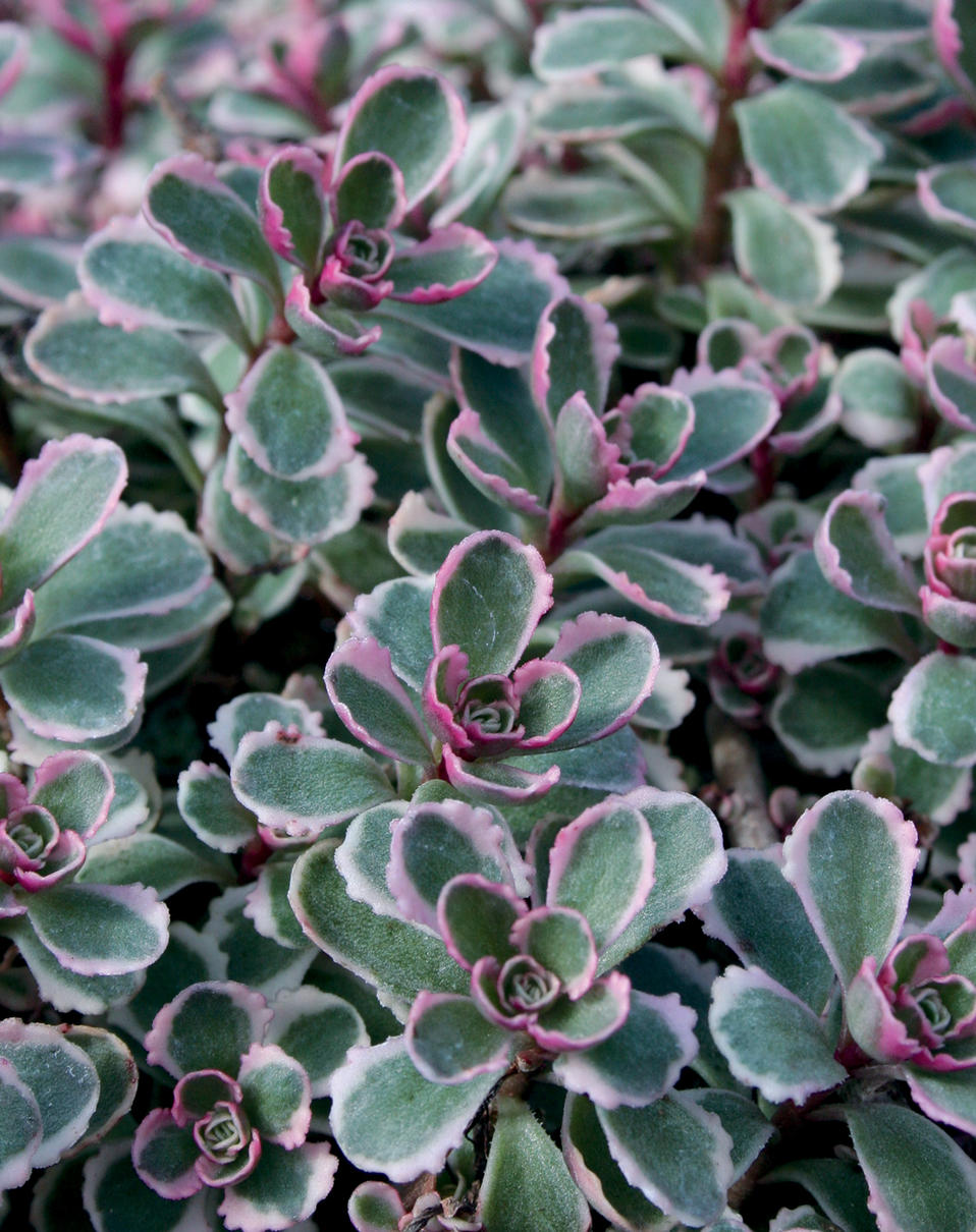 Tricolor Stonecrop Sedum spurium Proven Winners